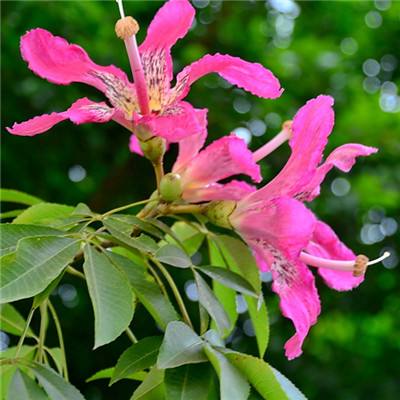 双彩网手机app下载